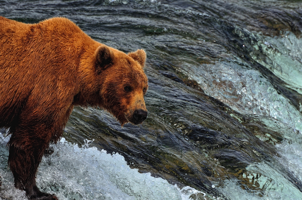 Хороший медведь видео. Медведь с рыбой. Медведь-Рыбак. Виды медведей. Бурый медведь на рыбалке.