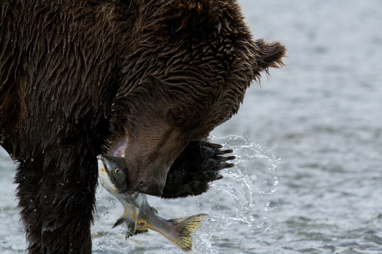 Секреты рыбалки от медведей