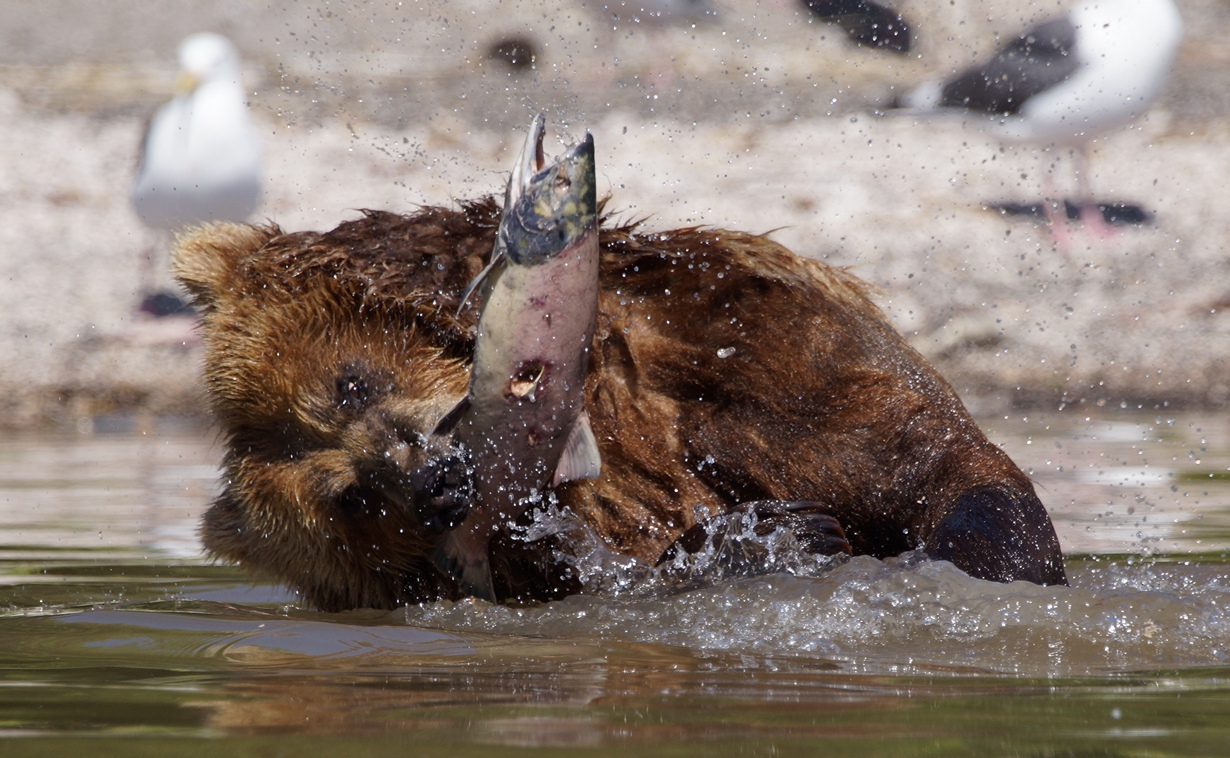 Секреты рыбалки от медведей