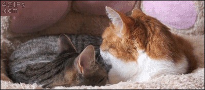 Коты, которые не хотят ни с кем дружить