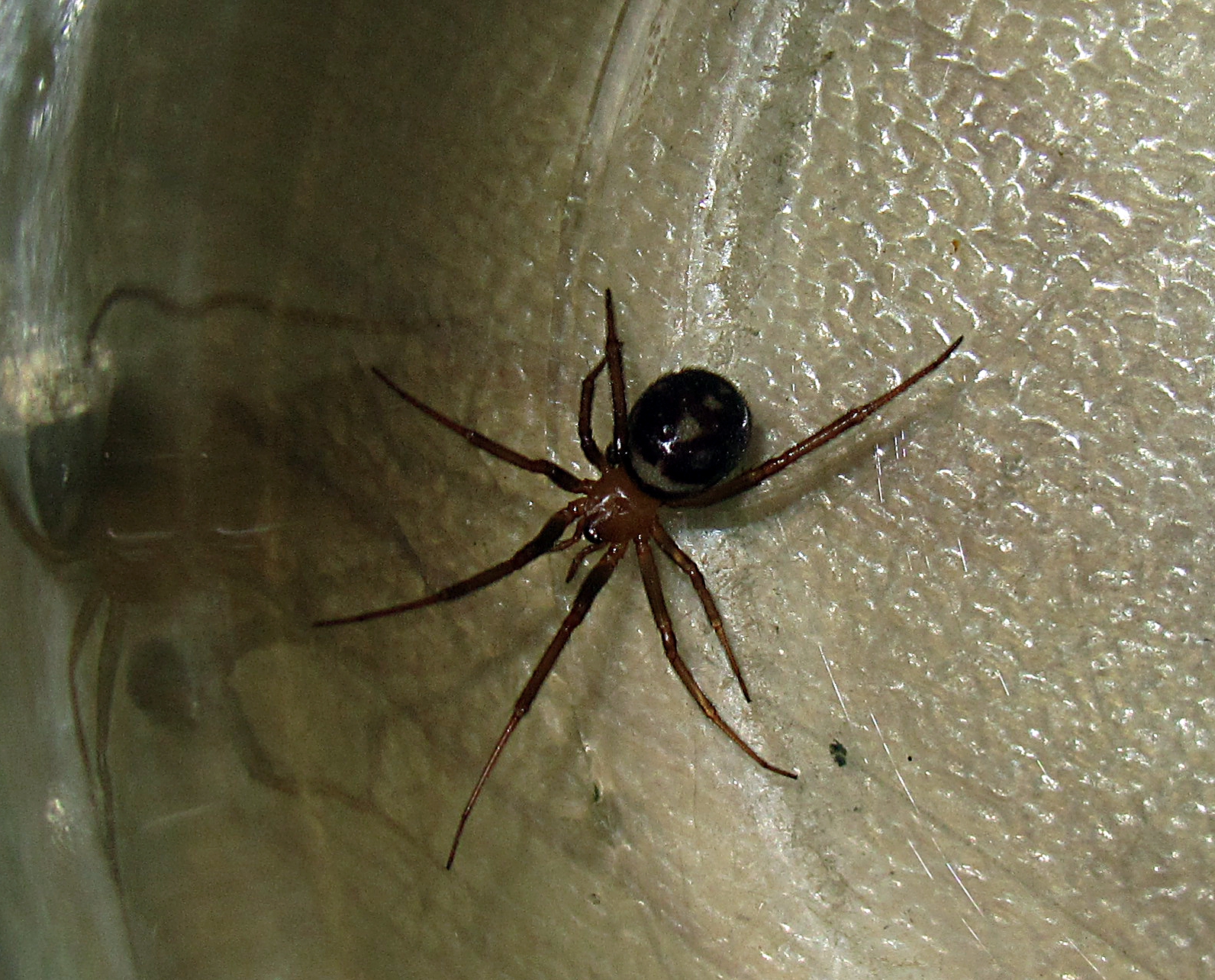Большой домашний паук. Домашние пауки. Комнатные пауки. Черные домашние пауки. Черный домашний паук.