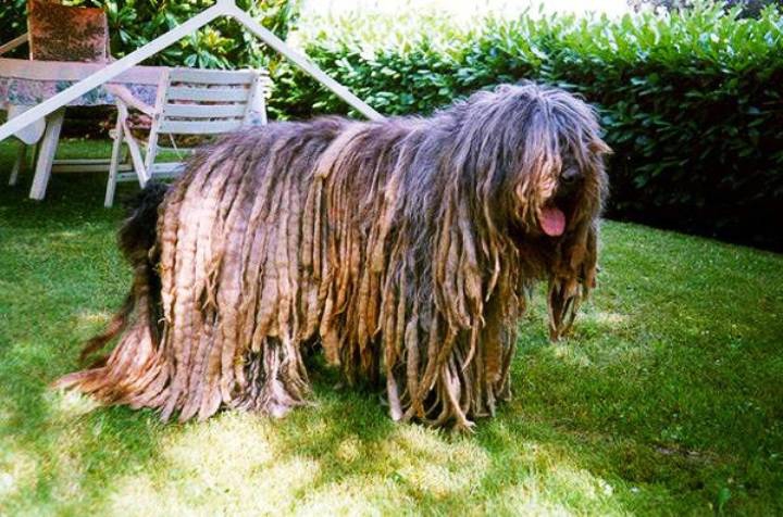 Самые необычные собаки в мире фото