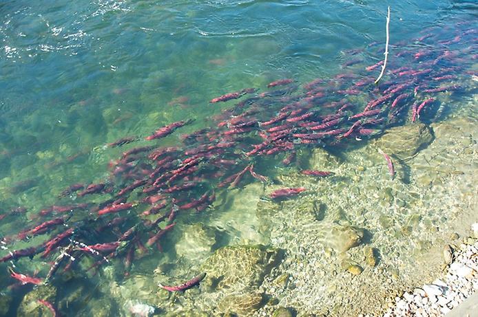  Миграция лосося на реке Адамс