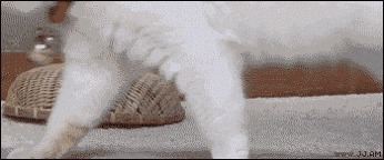 Кошки прирожденные ниндзя