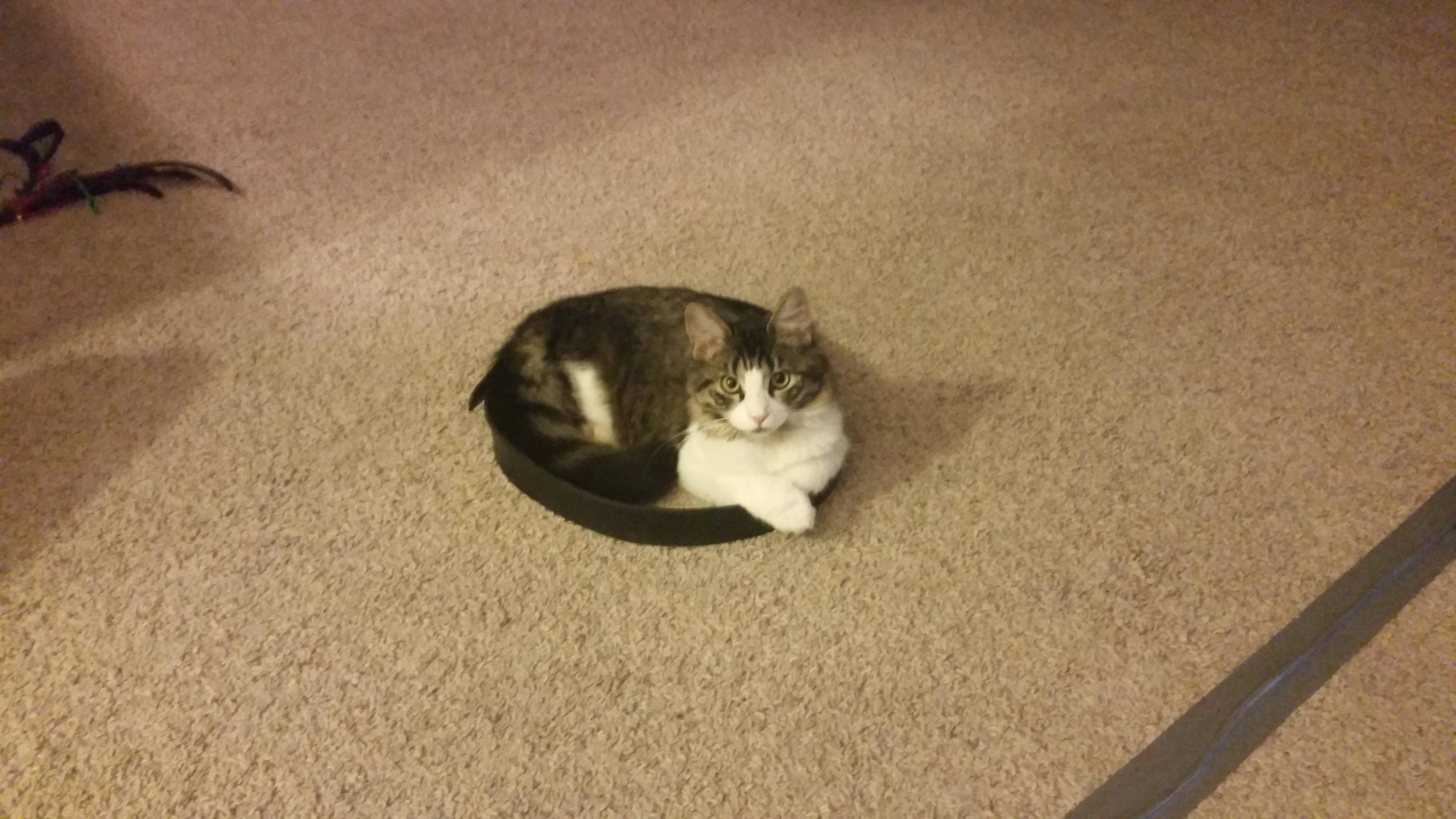 Догони кошку. Кошачий круг. Поймать кота. Кошка в круге. Кошка сидит на полу.