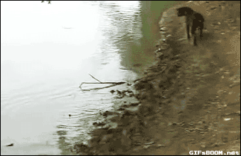 Собака в роли рыбака