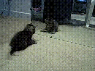 Котики атакуют