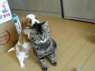 Очень терпеливый кот