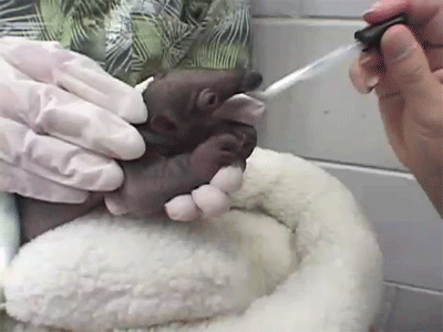 Детёныш муравьеда