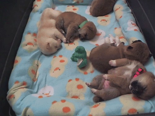30 крошечных щенков, которые просто очаровывают своим размером