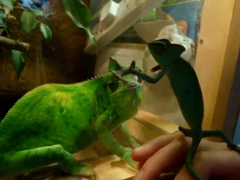 Свалился от удивления