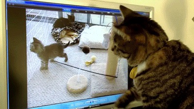 Шутки над котиками