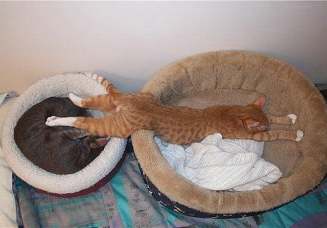 Кошки могут спать везде где захотят