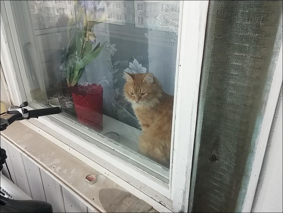 Кот закрыл своего хозяина на балконе