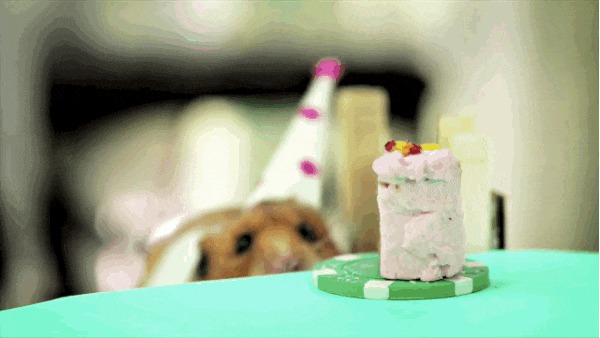 Животные празднуют свой день рождения