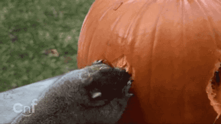 Лучший мастер резьбы по тыкве