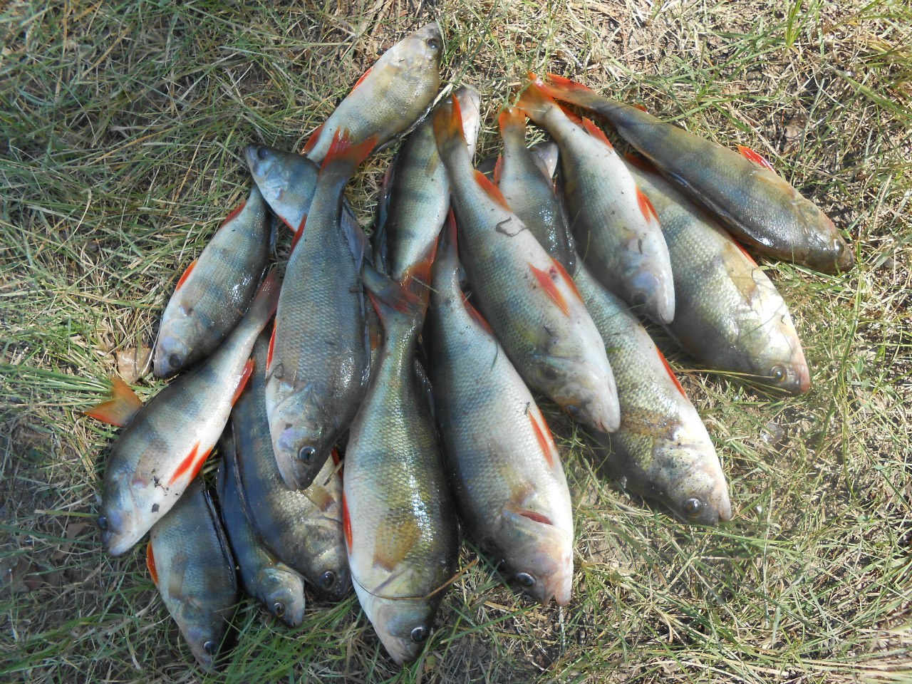 Какая рыба в астрахани в апреле. Уловы рыбы в Астрахани. Окунь Астраханский. Улов окуня. Крупный улов рыбы.