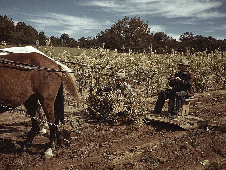 Цветное хозяйство. Сельское хозяйство в США 20 век. Великая депрессия сельское хозяйство. Великая депрессия США сельское хозяйство. Фермер США 20 век.
