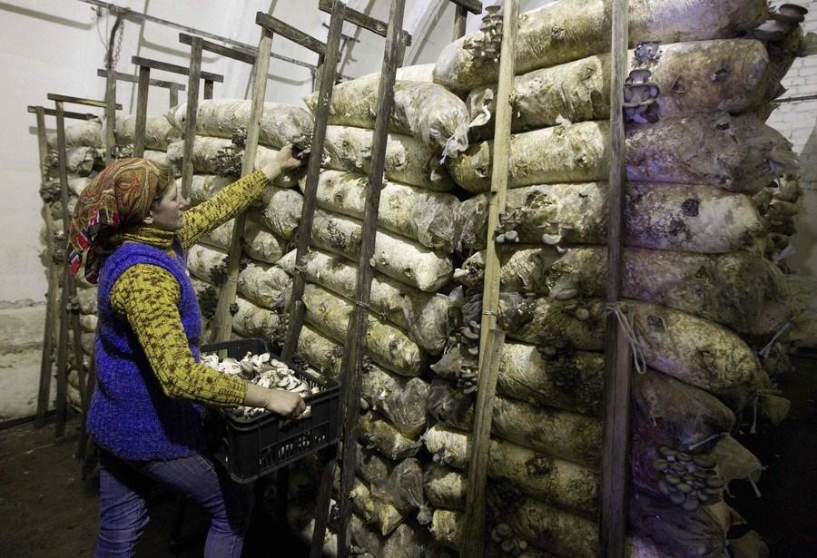 Как выращивают грибы в Беларуси