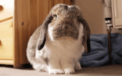19 реакций на ежедневные ситуации от милых кроликов