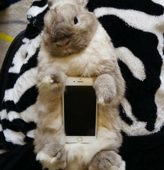 Удивительная Азия: смартфоны в живых кроликах