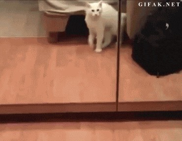 Шокированные коты, увидевшие свою точную копию в зеркале