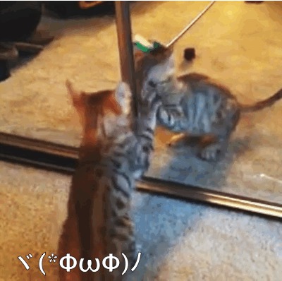 Шокированные коты, увидевшие свою точную копию в зеркале
