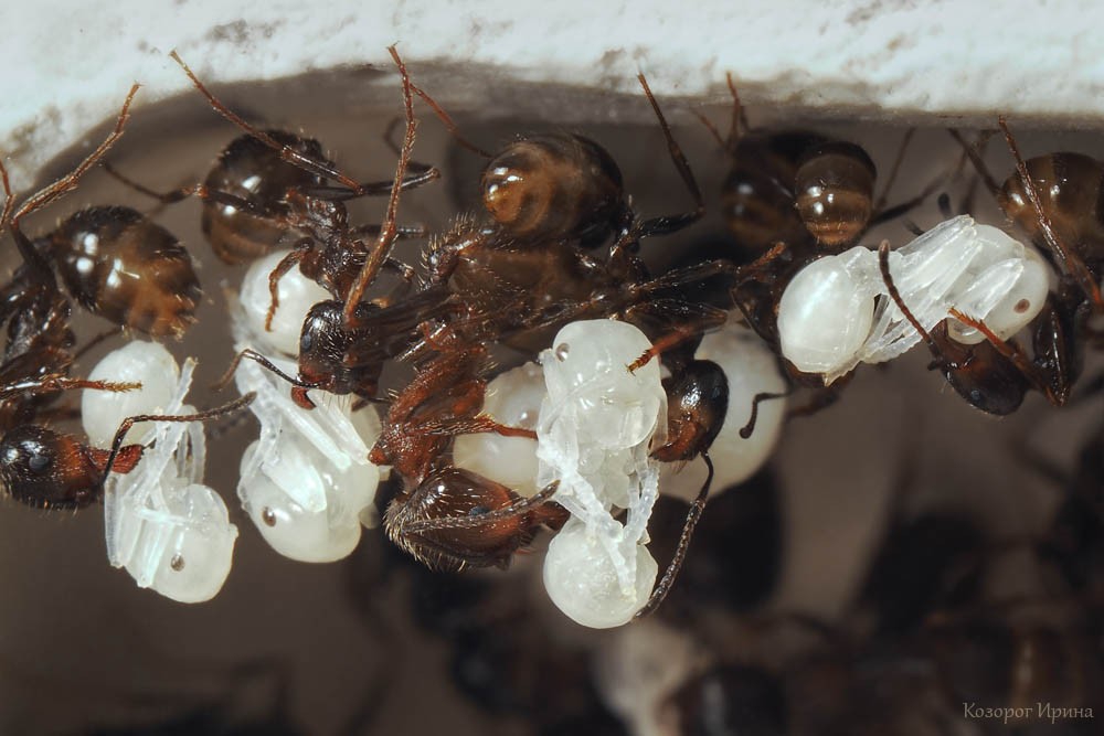Заболевшие муравьи. Муравьи яйца личинки куколки. Яйца личинки куколки муравьев. Муравьи жнецы яйца и личинки. Куколки муравьев муравьиные яйца.