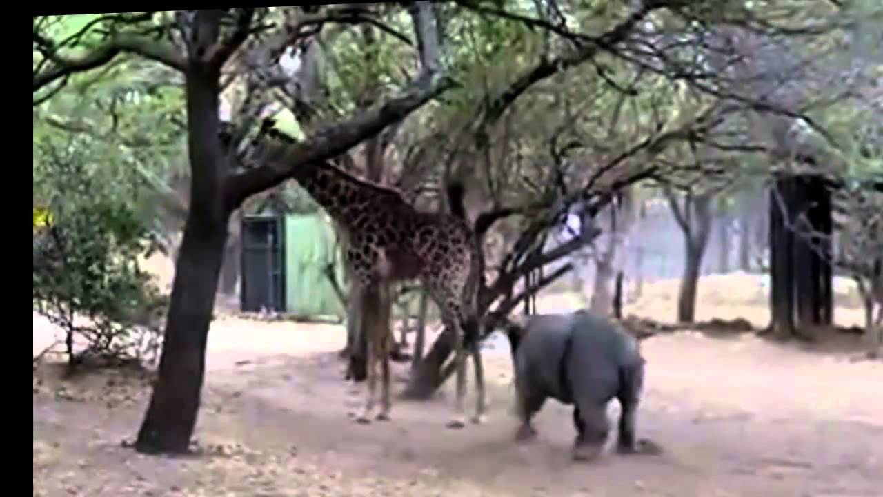 Жираф ударил детеныша носорога 