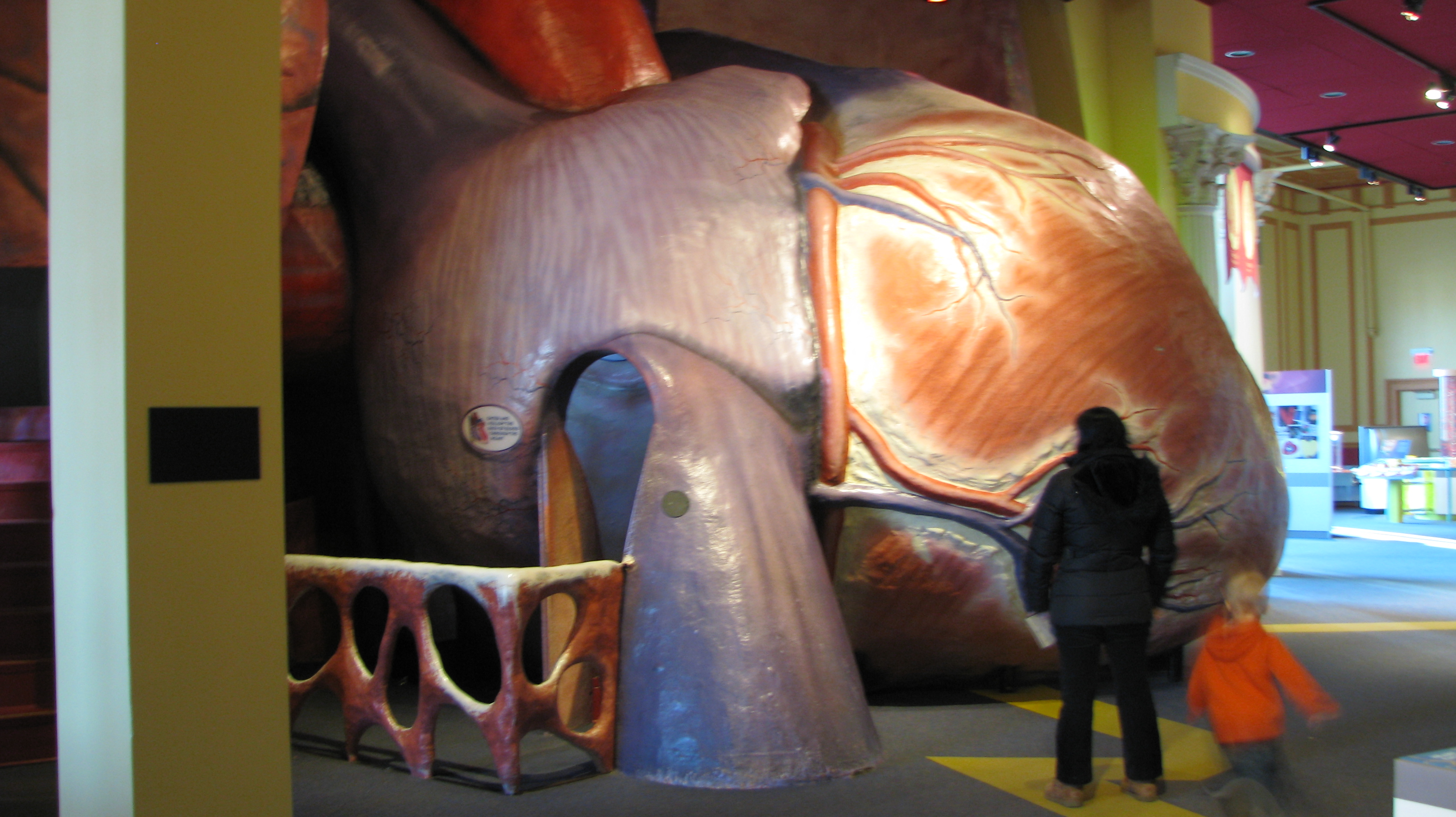 Сердце синего кита весит семьсот килограммов. Размер сердца синего кита.