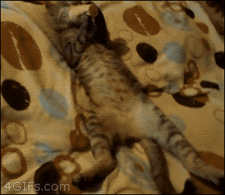 Гифки дня Гифки дня