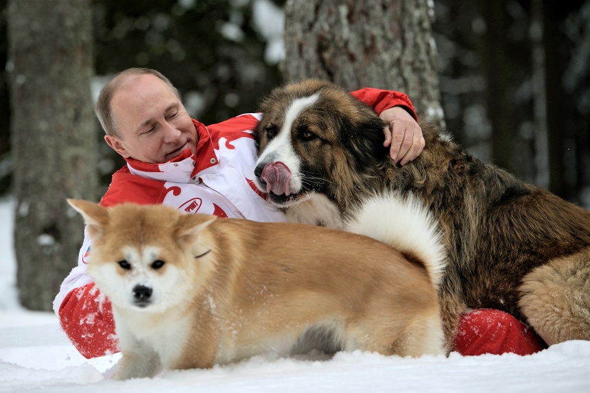 Животные Путина: кто они?