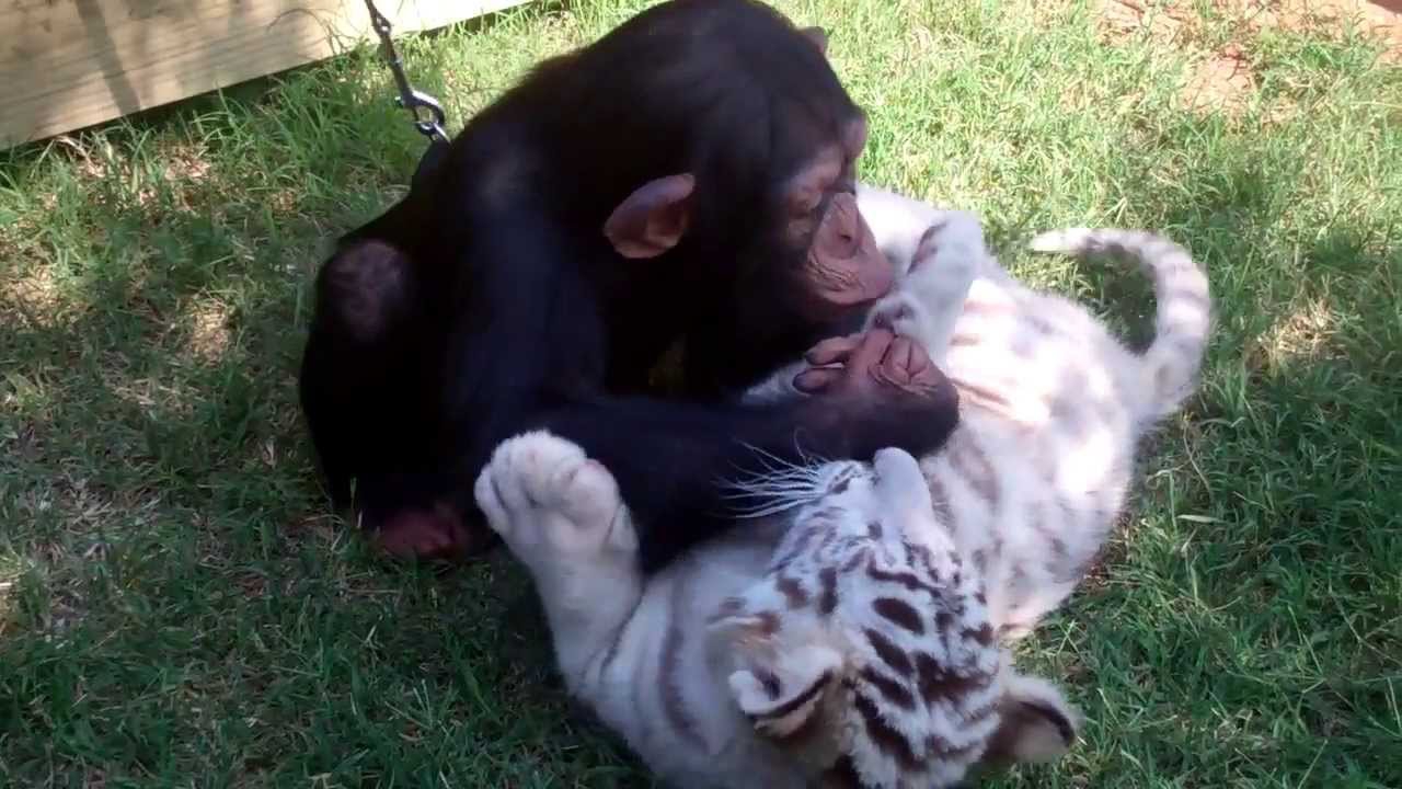 Шимпанзе играет с волчонком и тигрятами
