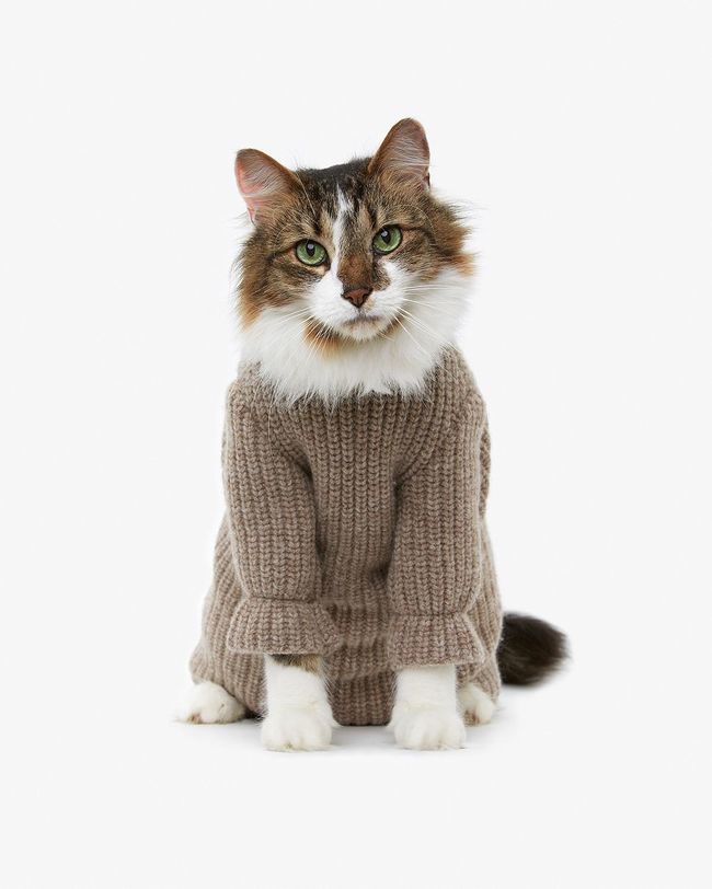 Стильные кошки, которые заставят вас почувствовать себя немодными  от Alorous за 28 ноября 2014 кошки, мода