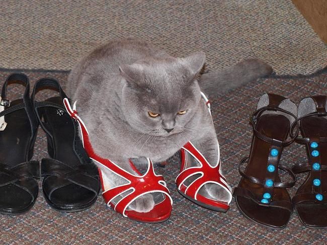 Стильные кошки, которые заставят вас почувствовать себя немодными  от Alorous за 28 ноября 2014 кошки, мода