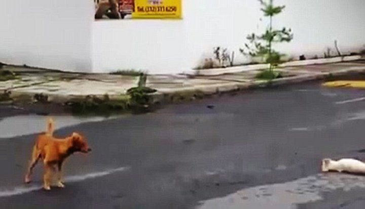Пёс пытался помочь другу, сбитому машиной  