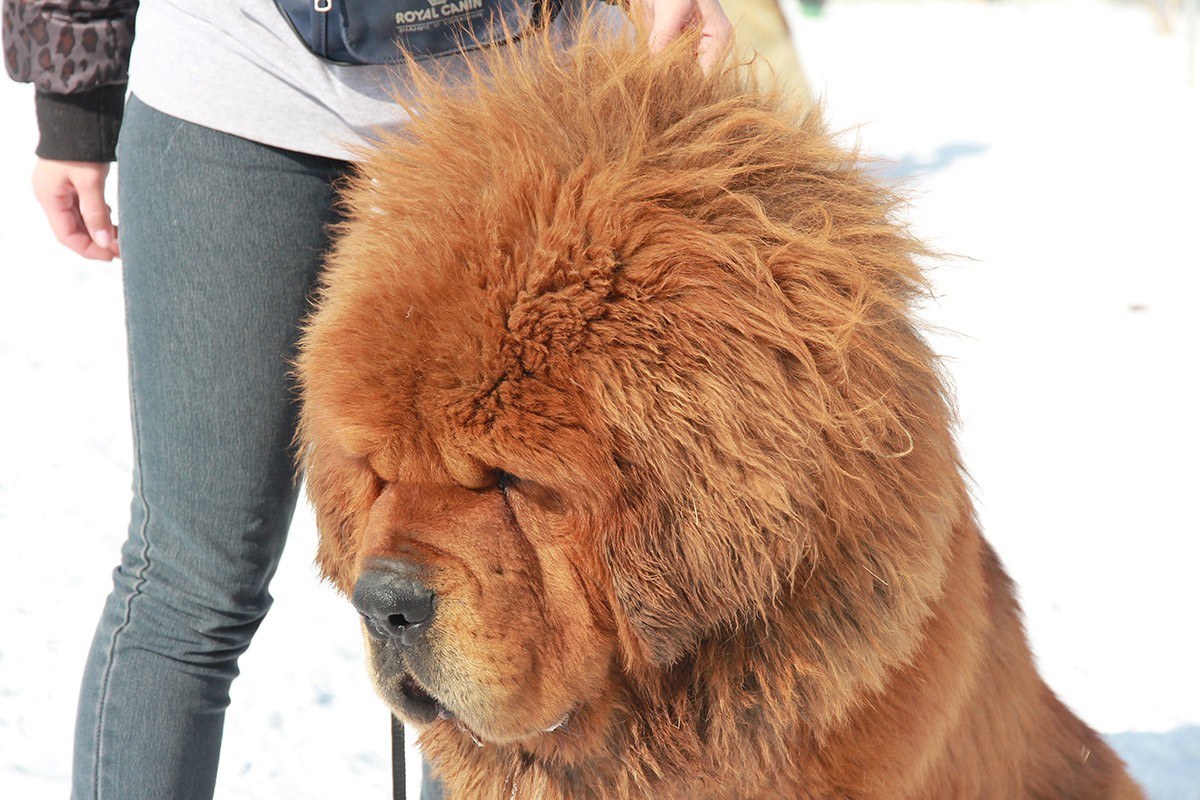 Тибетский мастиф самый большой в мире фото. Тибетский мастиф. Собака тибетский мастиф. Тибетский мастиф большой. Карликовый тибетский мастиф.