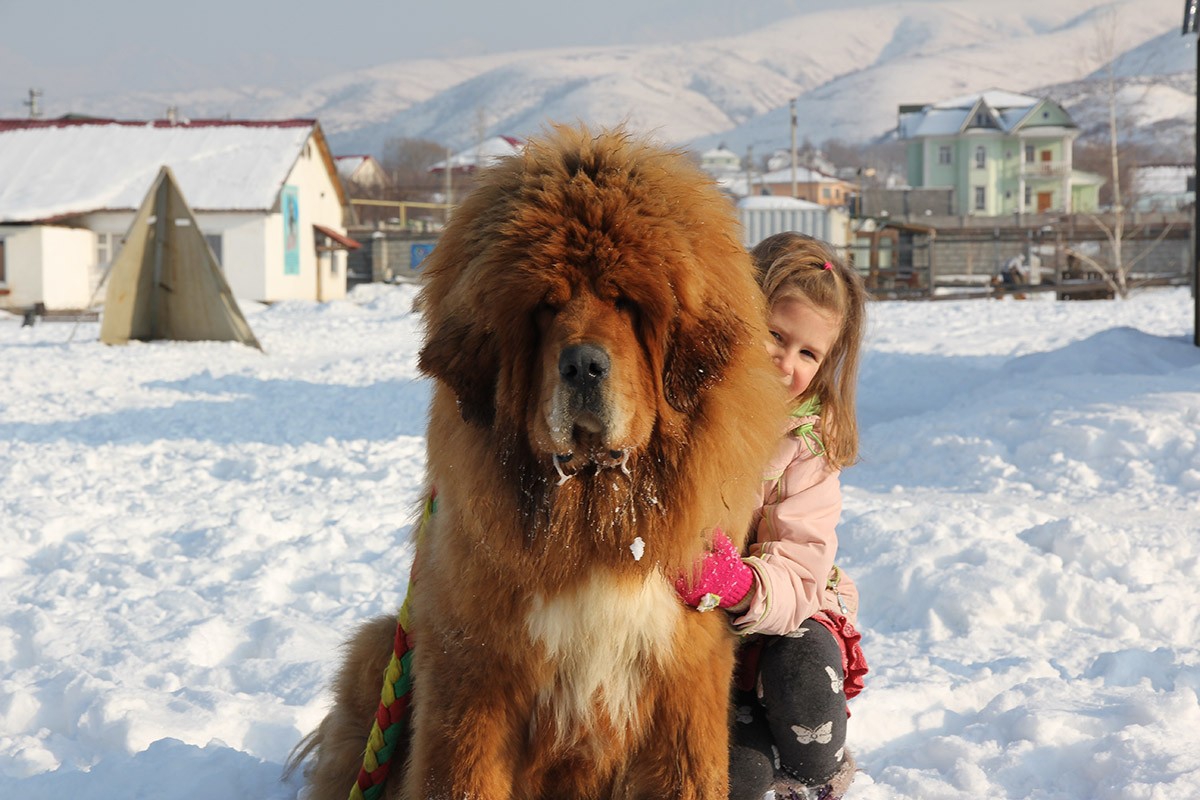 Снежные львы: из Тибета в Казахстан