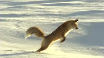 40 очаровательных животных в снегу