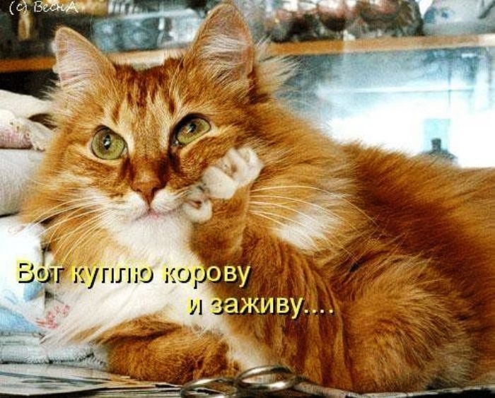 Прикольные фото котов с надписями (70 фото) - ФУДИ