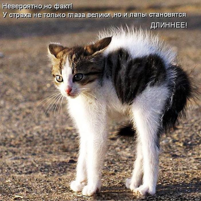 Смешные Коты Фото До Слез С Надписями