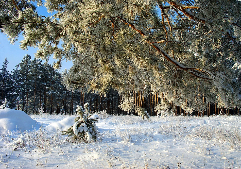 Потрясающие  фотографии зимней природы зима, природа