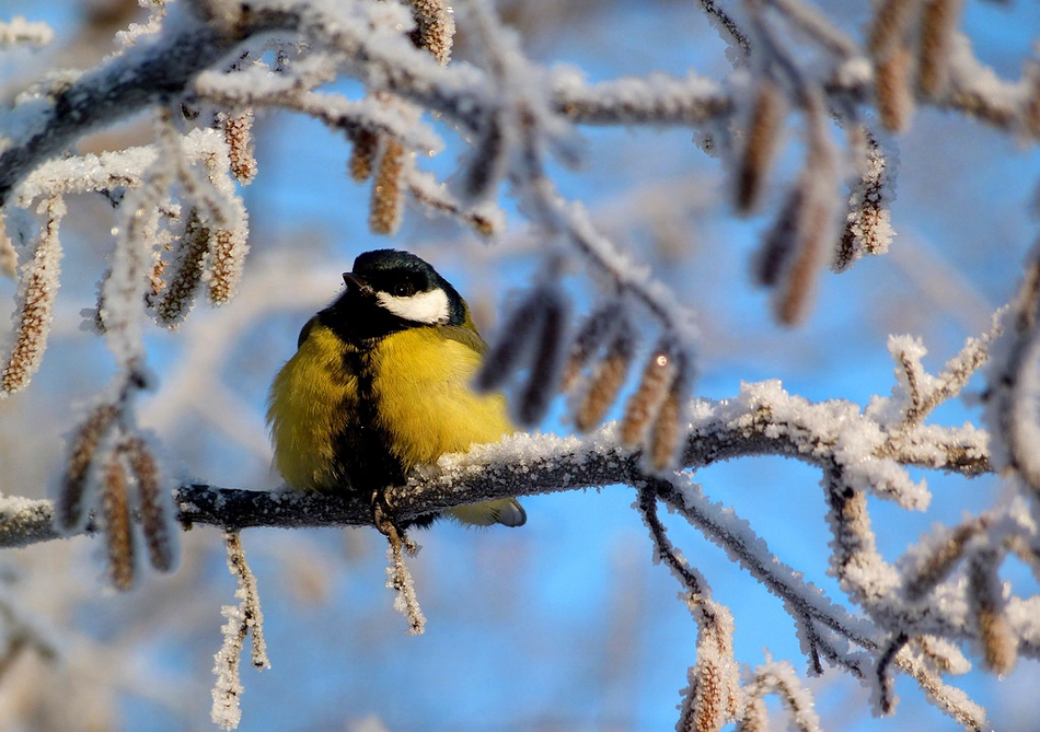 Потрясающие  фотографии зимней природы зима, природа