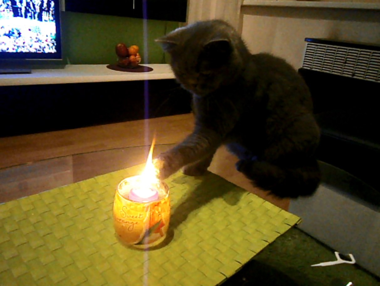 Кот поджигает свою лапу 