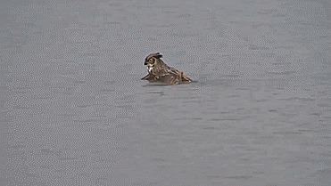 Оказывается, совы могут плавать