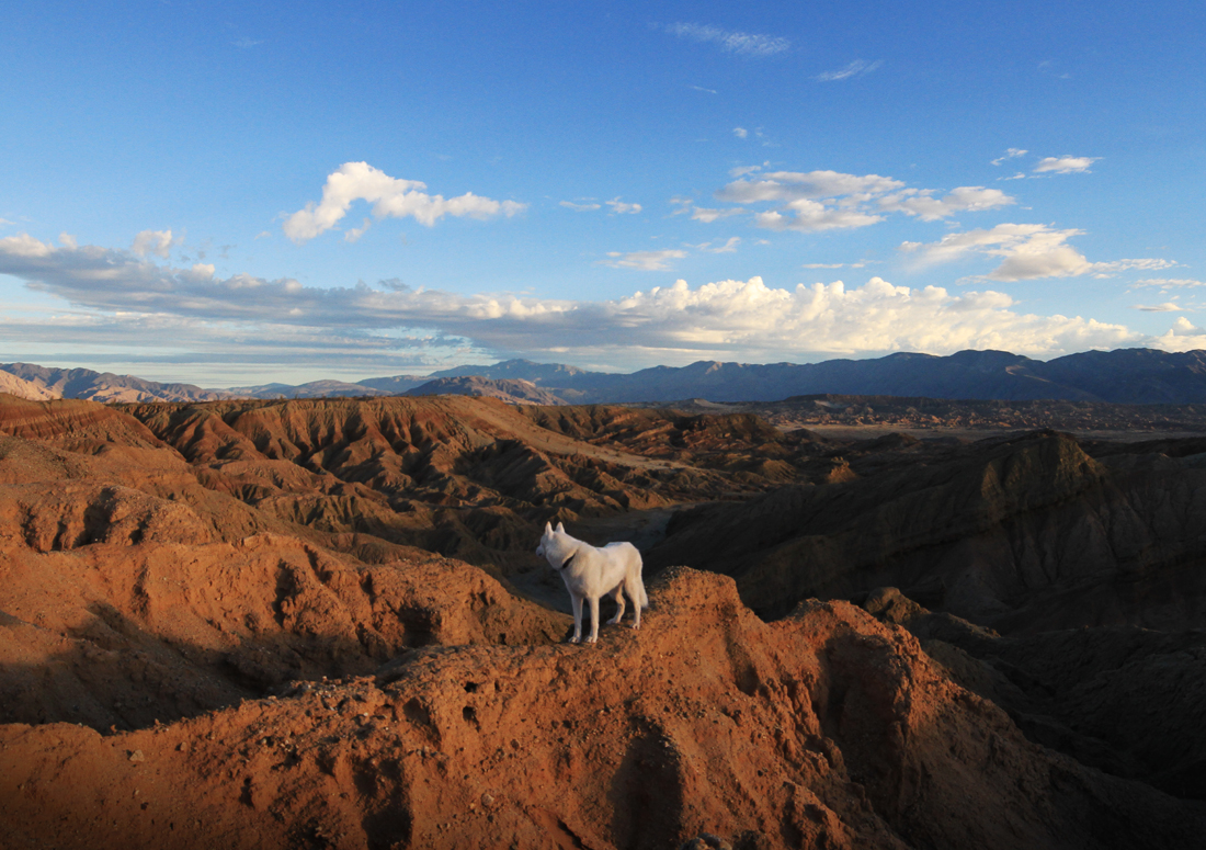 Животные штата Калифорния. Южной Калифорнии животные. Фотосессия собака пейзаж. Travel Wolf Formosa. Animal johns