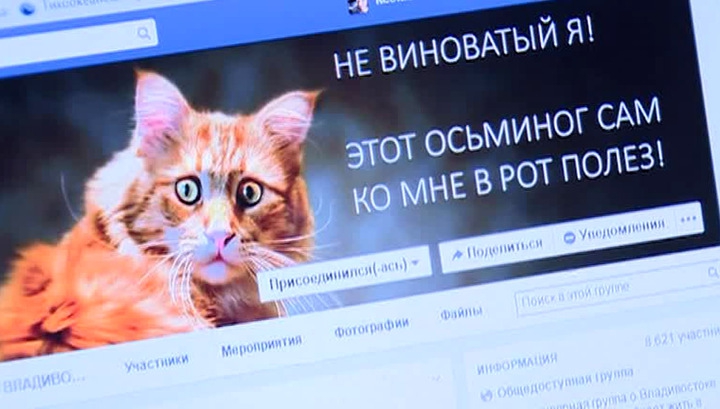 История гурмана из Владивостока: рыжий кот оказался серой кошкой.