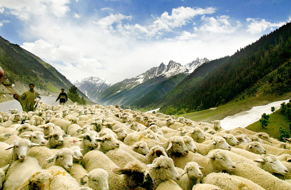 Тысячи кочевников из окрестных территорий передвигаются по Кашмиру вместе с...