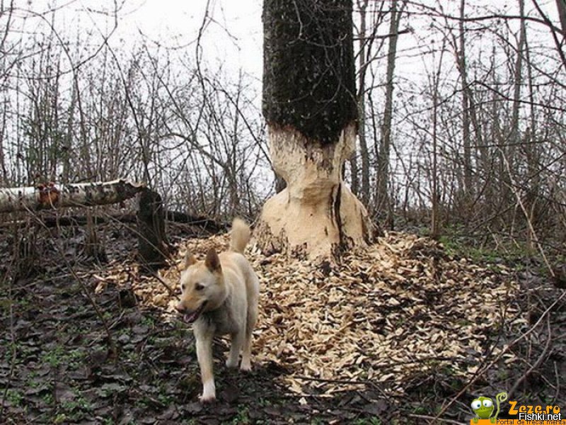 Собачка Грызет Все Кроме Фото Путина