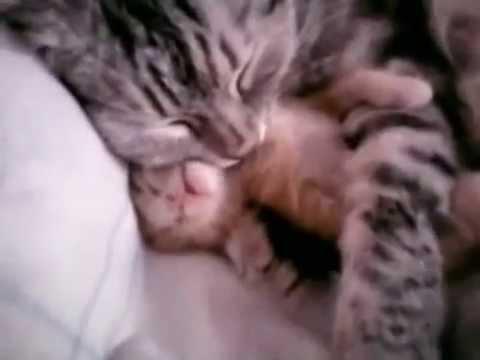 кошка с котенком kitty cat 